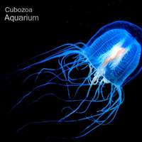 Cubozoa