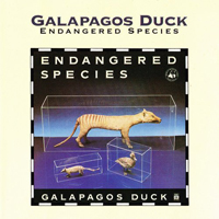 Galapagos Duck