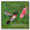 Dance Of The Hummingbird - Dan Gibson's Solitudes (Gibson, Dan)