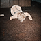 Carpet Bed (EP)