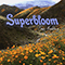 Superbloom (Single)