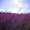Fields Of Lavender - Mixedmartin