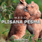 Pulsar Recordings (CD 051: M.E.D.O. - Plisana Pesma)