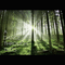 A Dance Through Trees (Single)