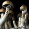 Infected Mushroom - Sailing In The Sea Of Mushrooms (Sesto Sento Remix) [Single]