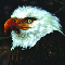 The Hawk Is Howling - Mogwai